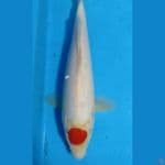 tancho kuhaku 32cm