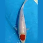 tancho kuhaku 31cm