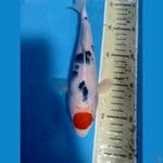 tancho sanke 30cm
