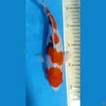 sanke body bagus 25cm