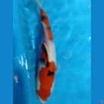 ssnke 30cm
