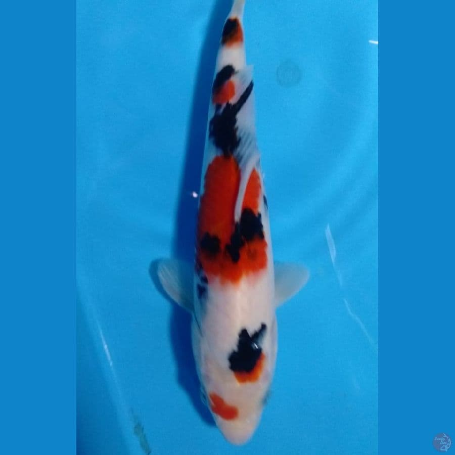 sanke 24cm