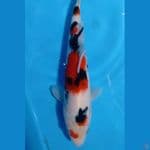 sanke 24cm