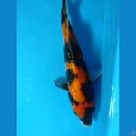 showa gindrin 23cm male