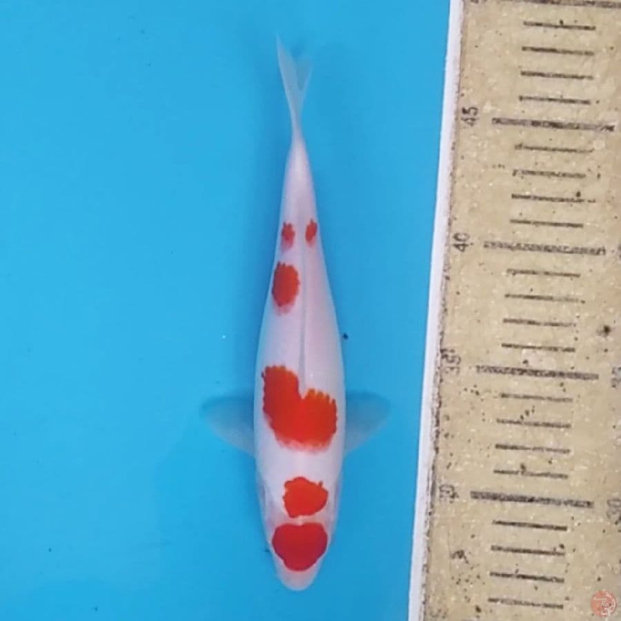 Maruten Kohaku ~22 F