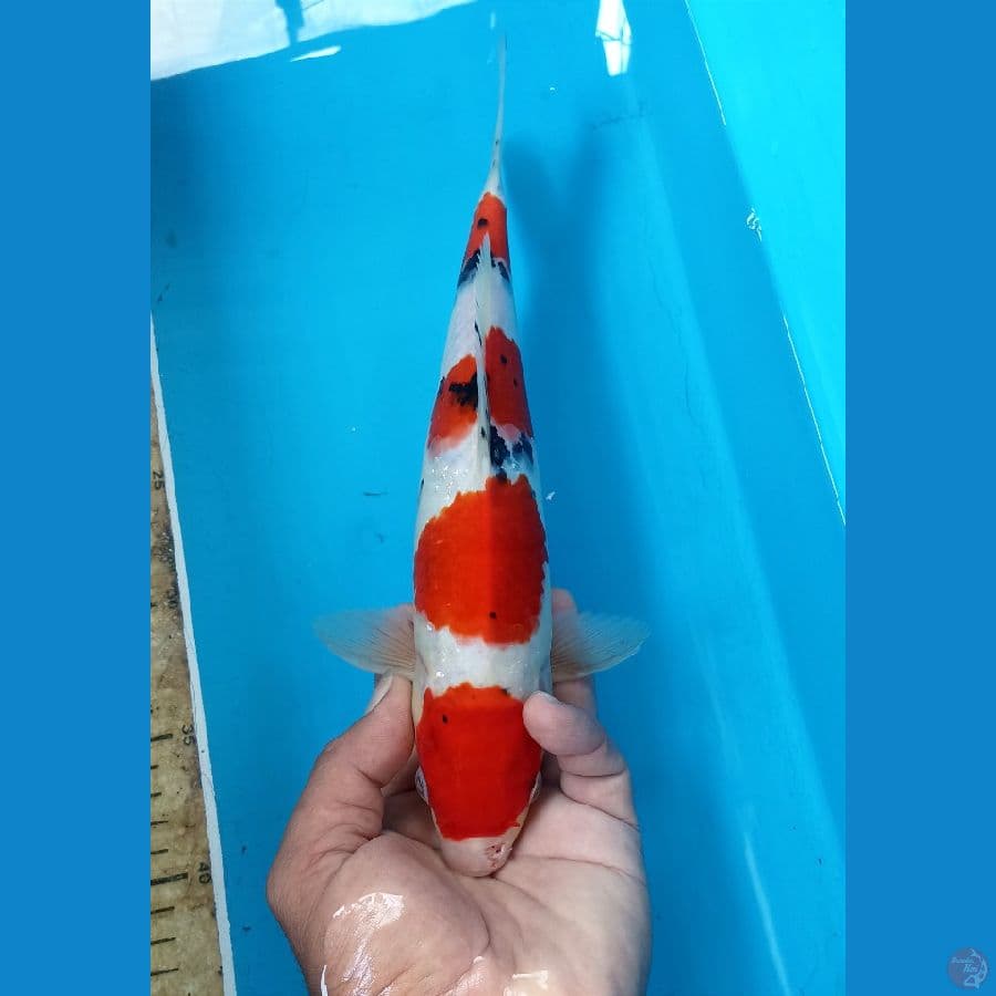 Sanke 30cm male 