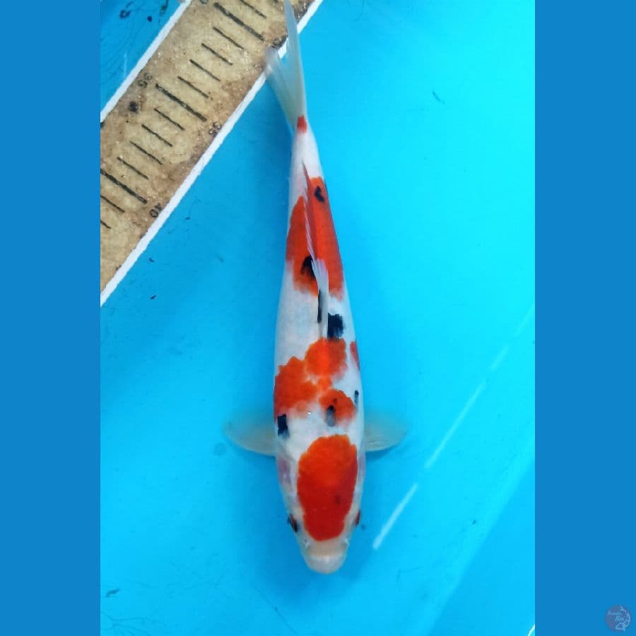 Sanke 25cm 