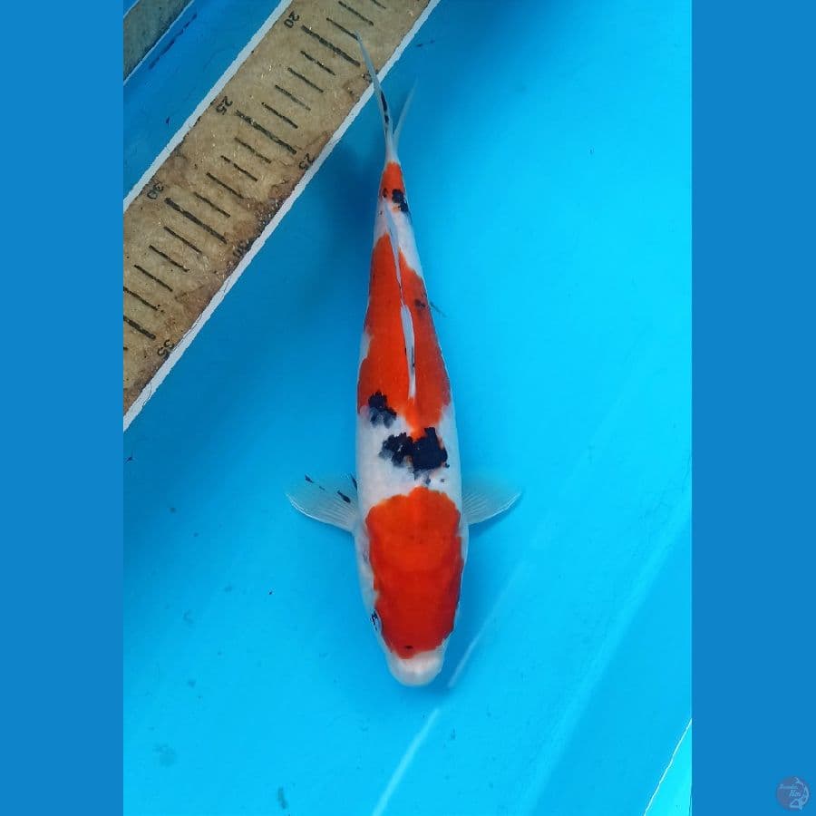 Sanke 26cm