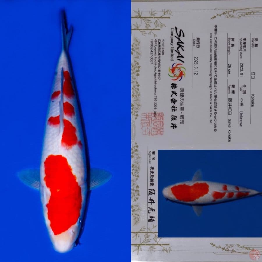SAKAI YONDAN KOHAKU SQ 40BU