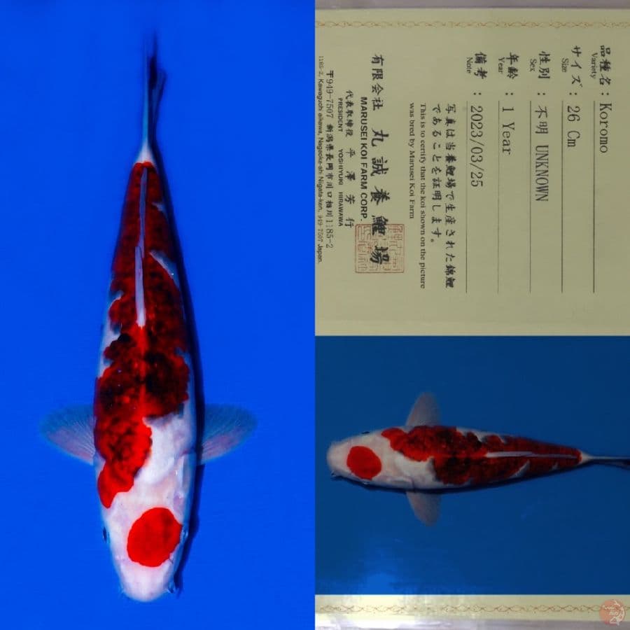 MARUTEN KOROMO SQ 35CM