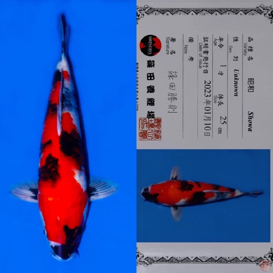 SHINODA SHOWA SANSHOKU HQ 33CM