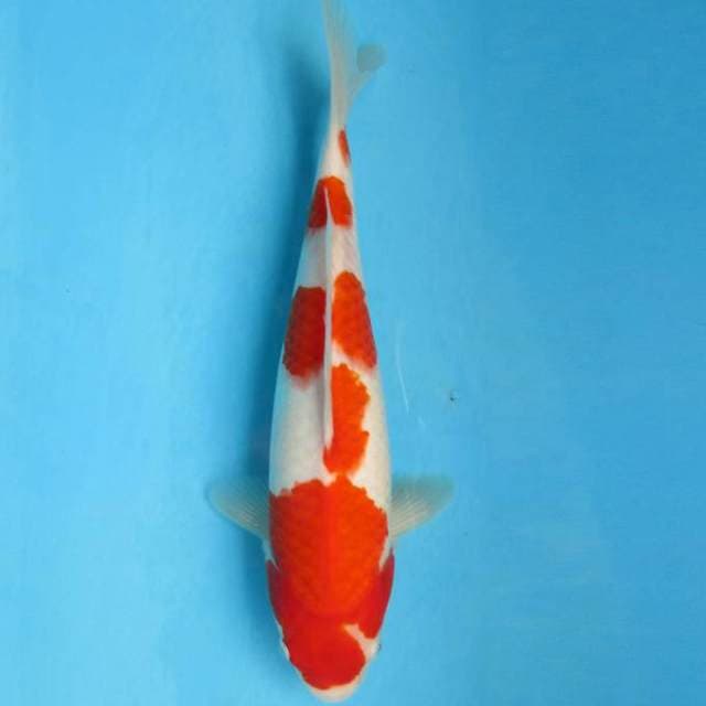 KOHAKU F1-BENI TEBAL