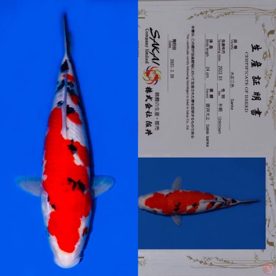 SAKAI SANKE SQ 33CM