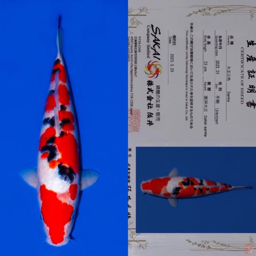 SAKAI SANKE SQ 33CM