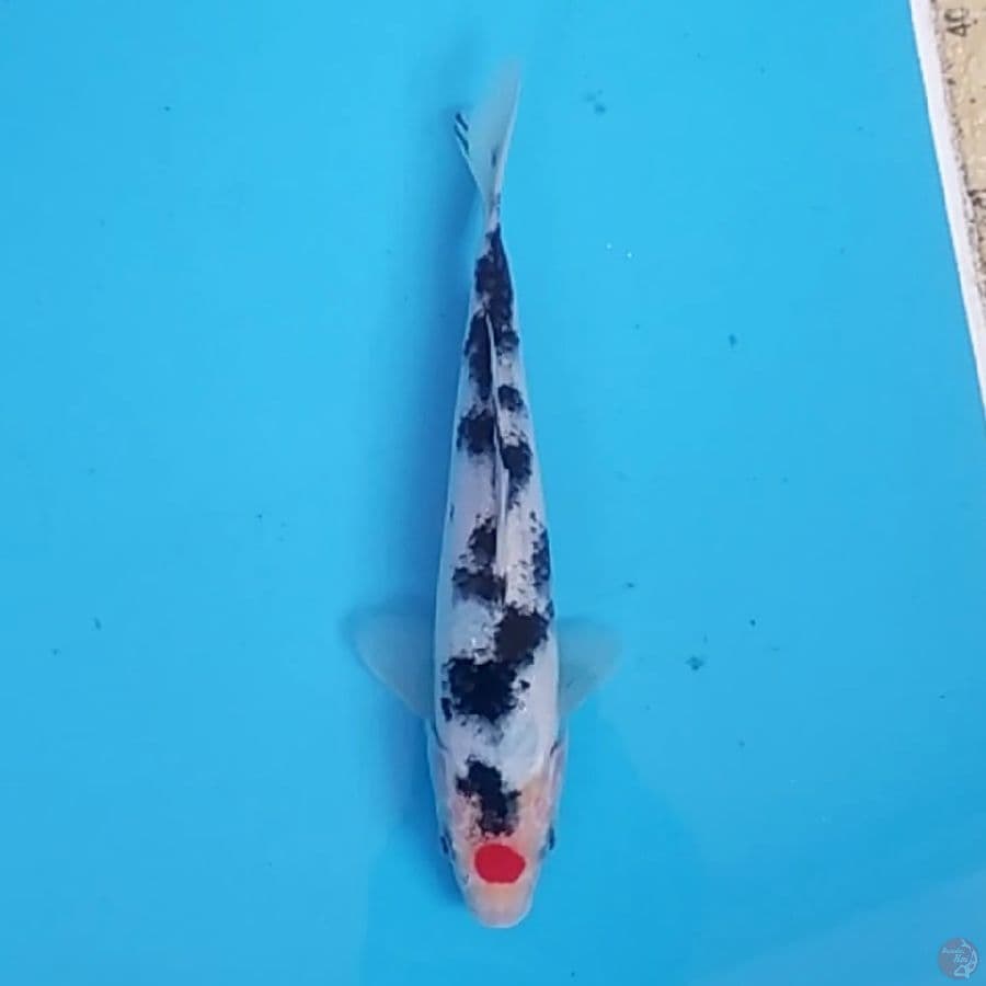 Tancho Sanke ~21 M