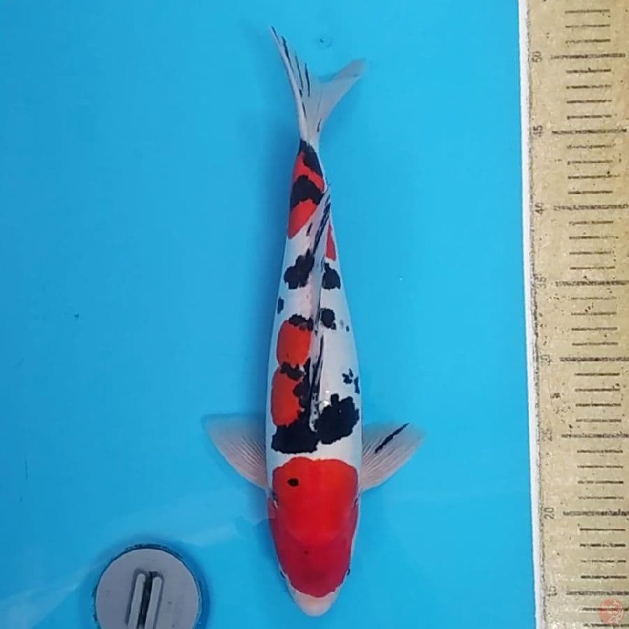 Doitsu Murni Strong Color ~38 M