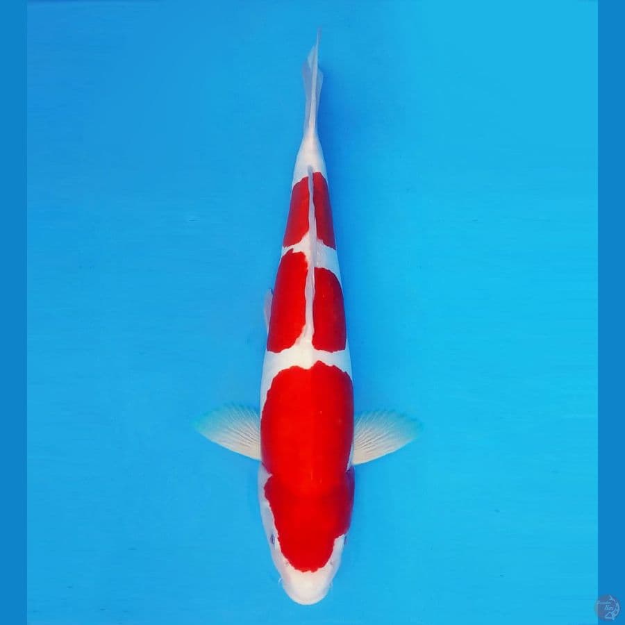 MUSASHI 1 (49 CM/male) ~ Kohaku Doitsu Murni ™,-