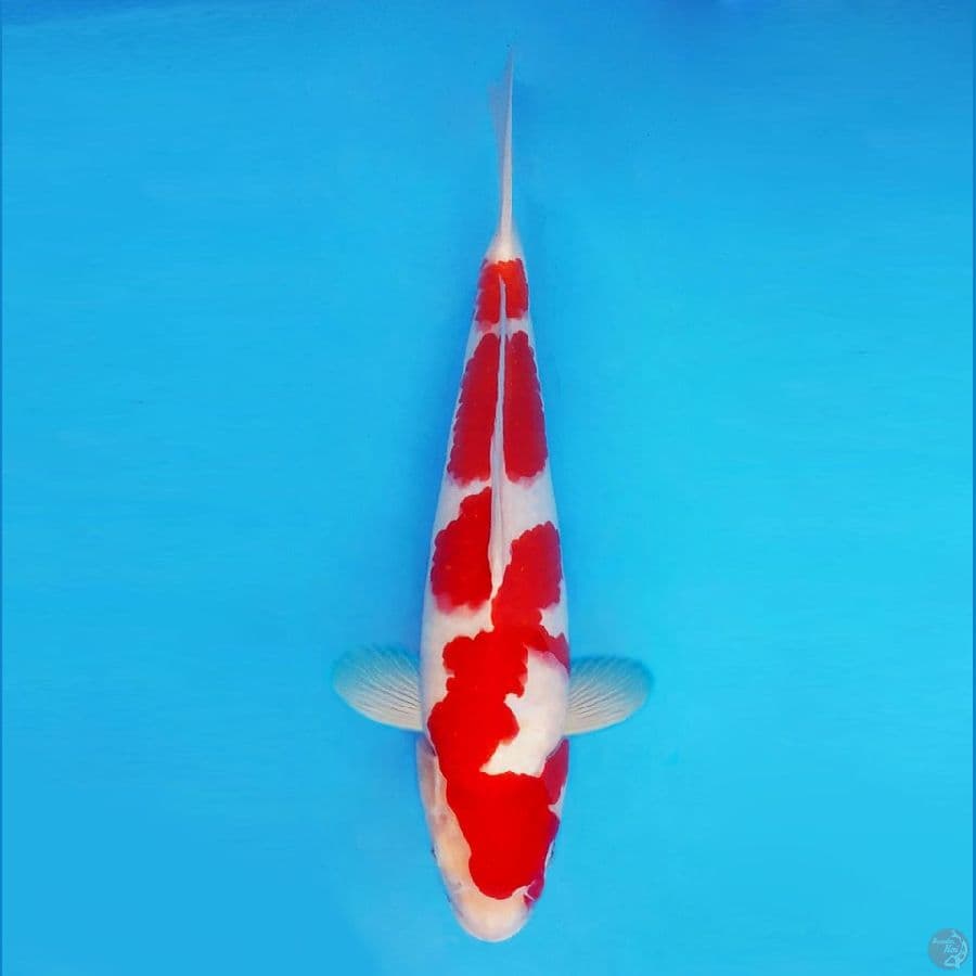 MUSASHI 4 (39 CM/male) ~ Kohaku ™,-