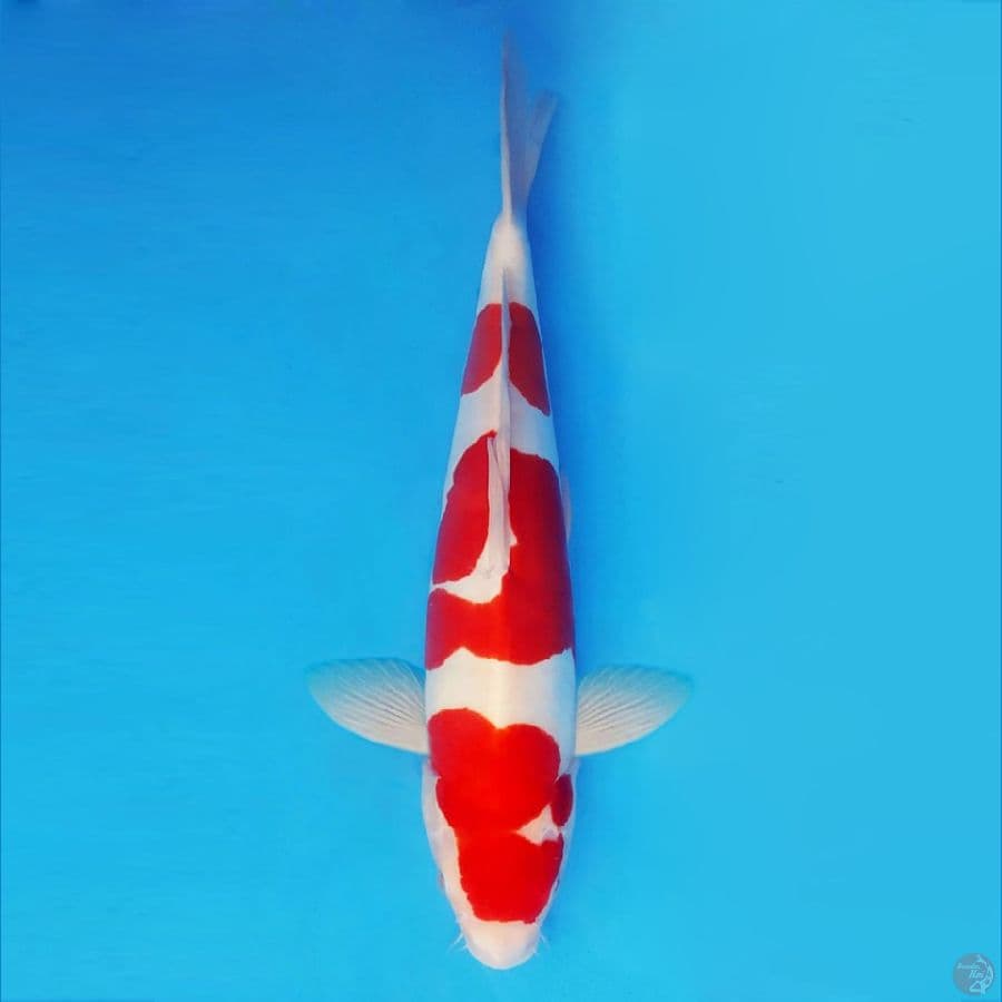 MUSASHI 5 (46 CM/male) ~ Kohaku Doitsu Murni ™,-