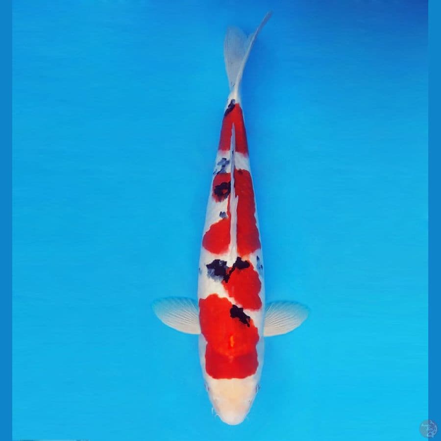 MUSASHI 9 (48 CM/male) ~ Sanke ™,-