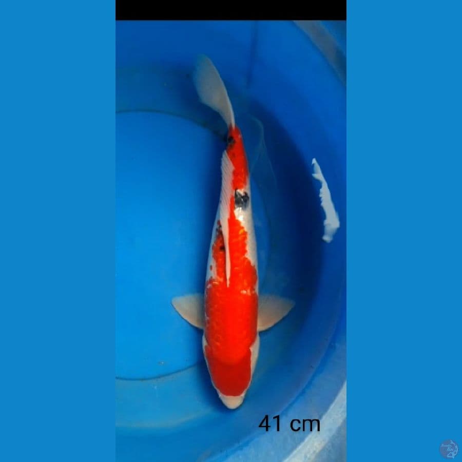 sanke ginrin jumbo male 41 cm