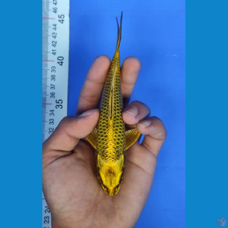 mukasi gold