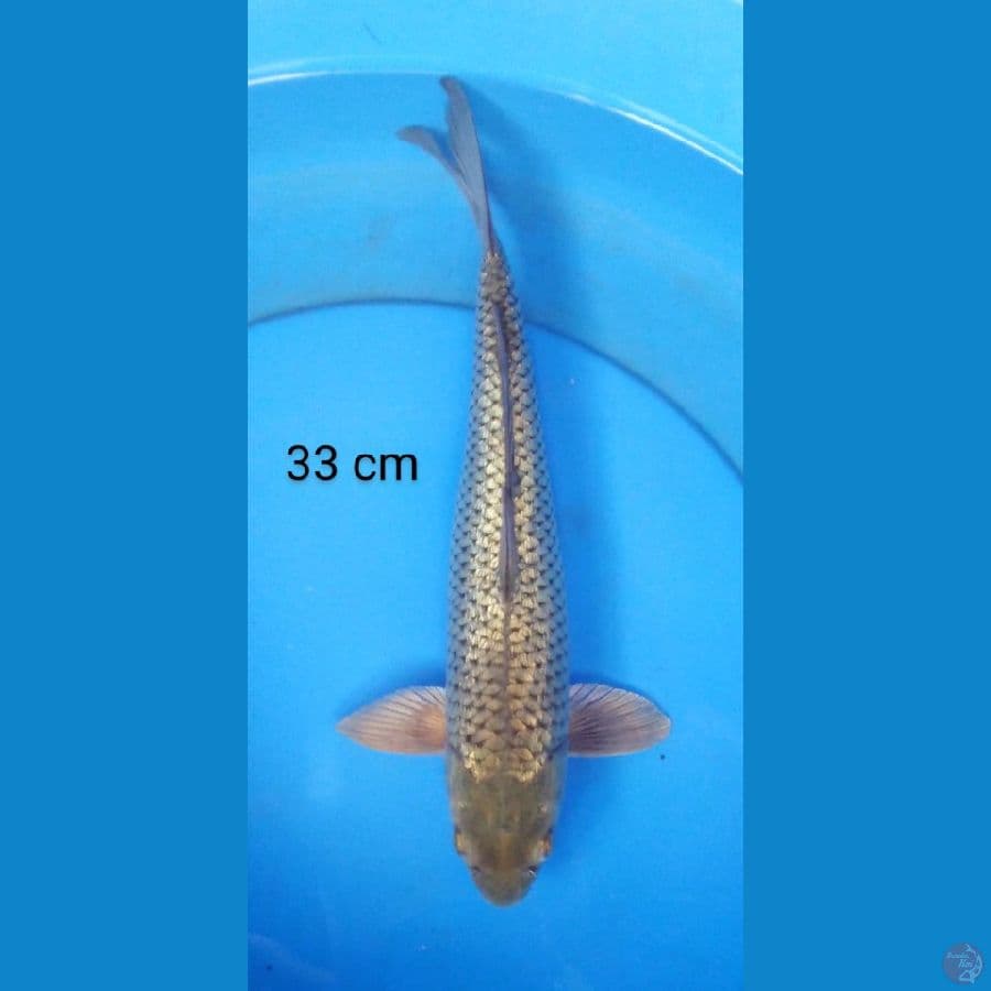 soragoi 33 cm