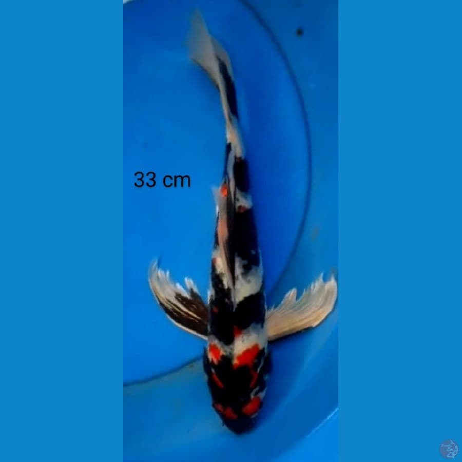 slayer showa male 33 cm