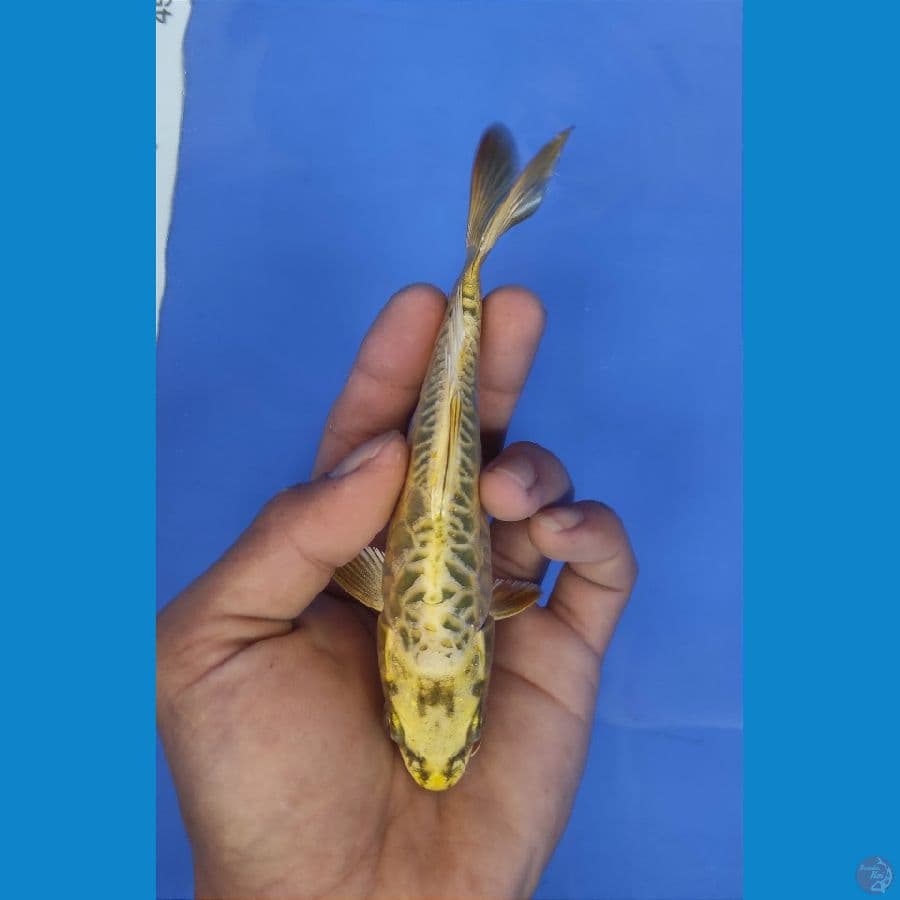 gold mukasi aragoke 15cm