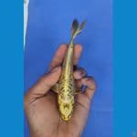 gold mukasi aragoke 15cm