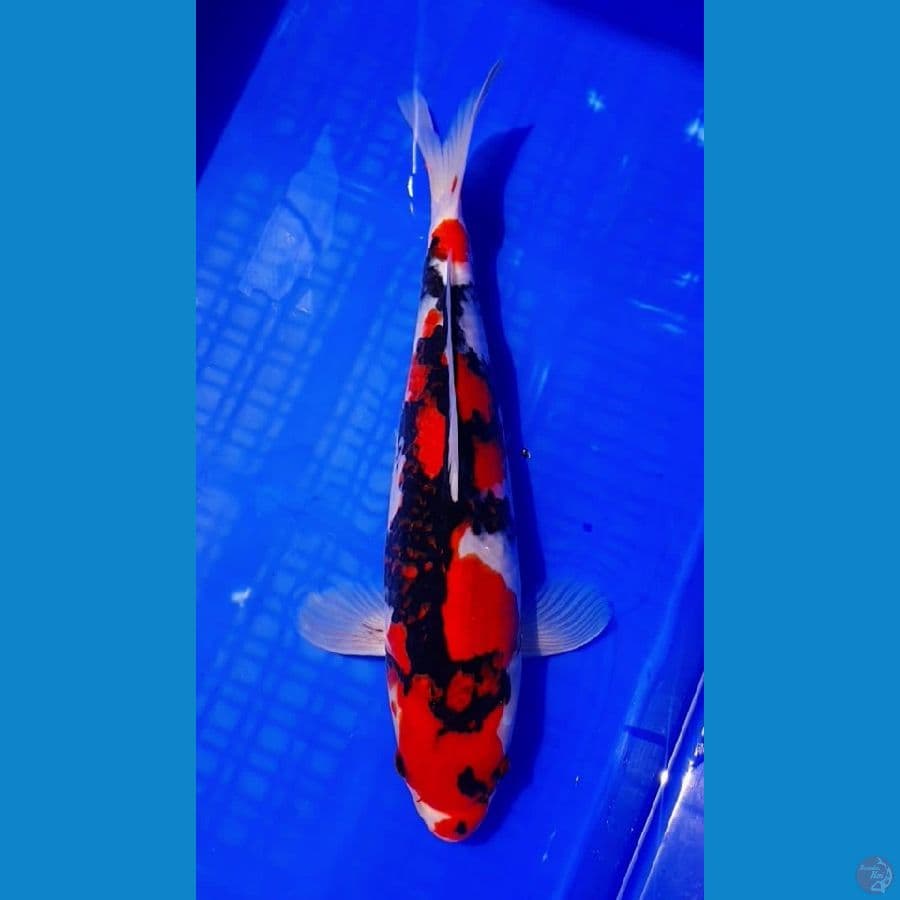 Showa 34cm original kwalitas jooss
