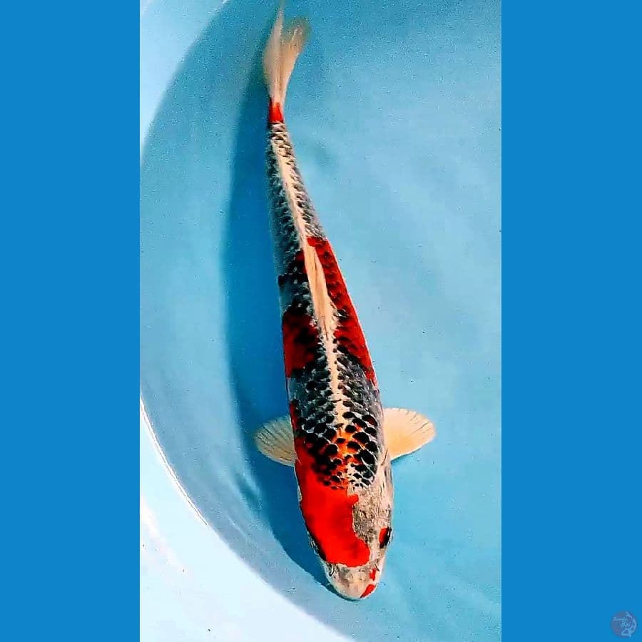 35 cm beni gingga
