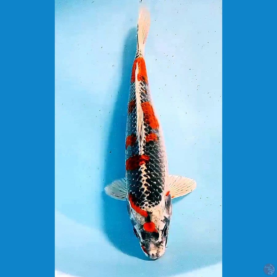 31 cm sakura gingga