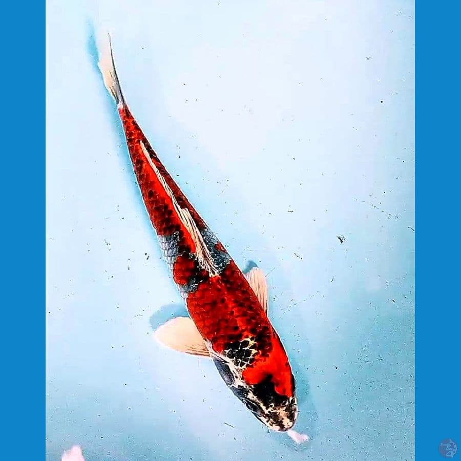 31 cm antikan