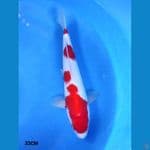 Sandan Kohaku 32CM Male