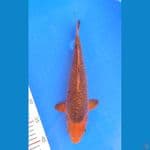Caramel 32cm Betina