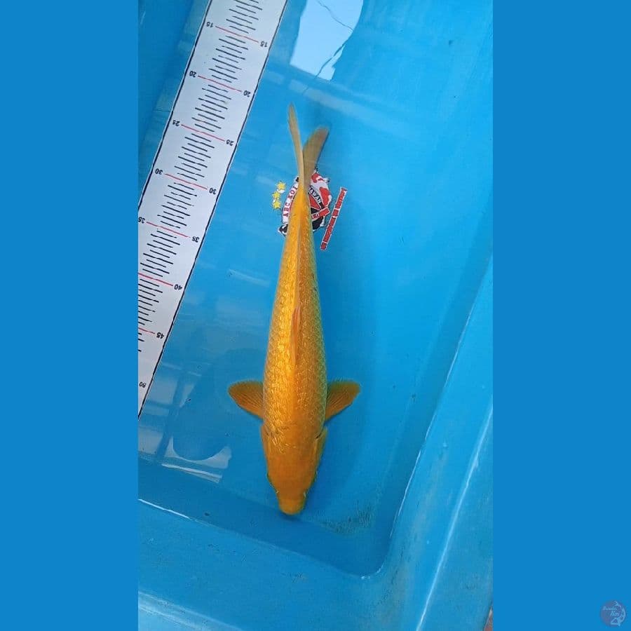 Karashi Ginrin 35 cm 