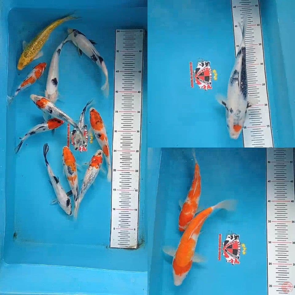 Mix 15-25 cm