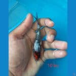 mini showa ginrin 10 bu