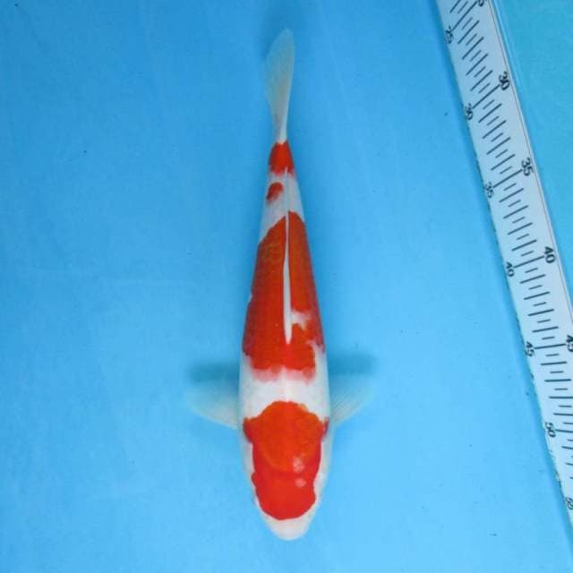 KOHAKU F1