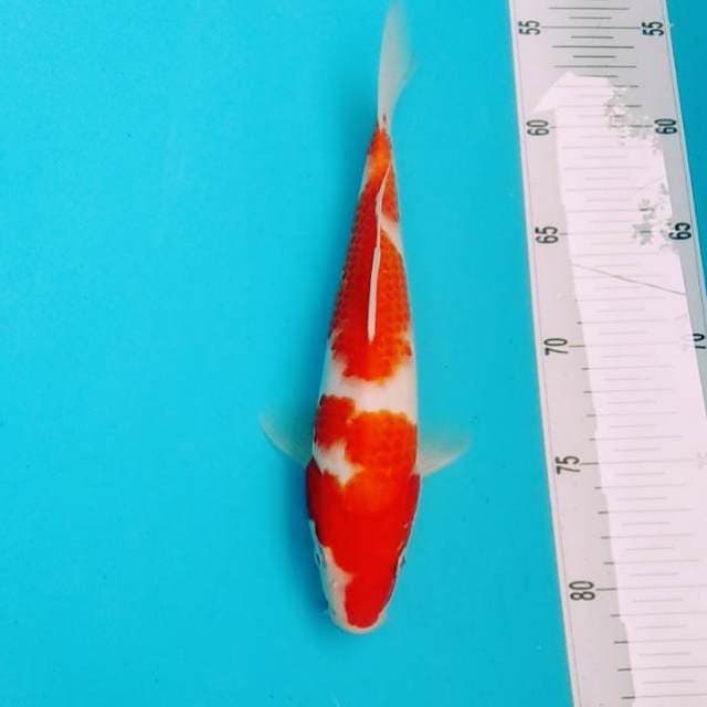 Kohaku original
