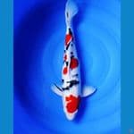 Taisho Sanke. 50cm. Male™