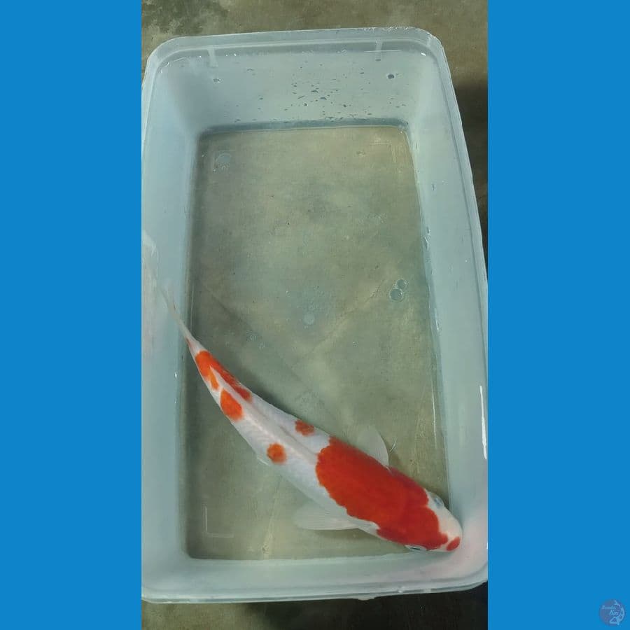 Kohaku 19cm 