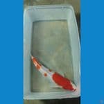 Kohaku 19cm 