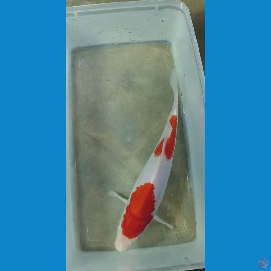 Kohaku 20cm