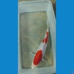 Kohaku 20cm