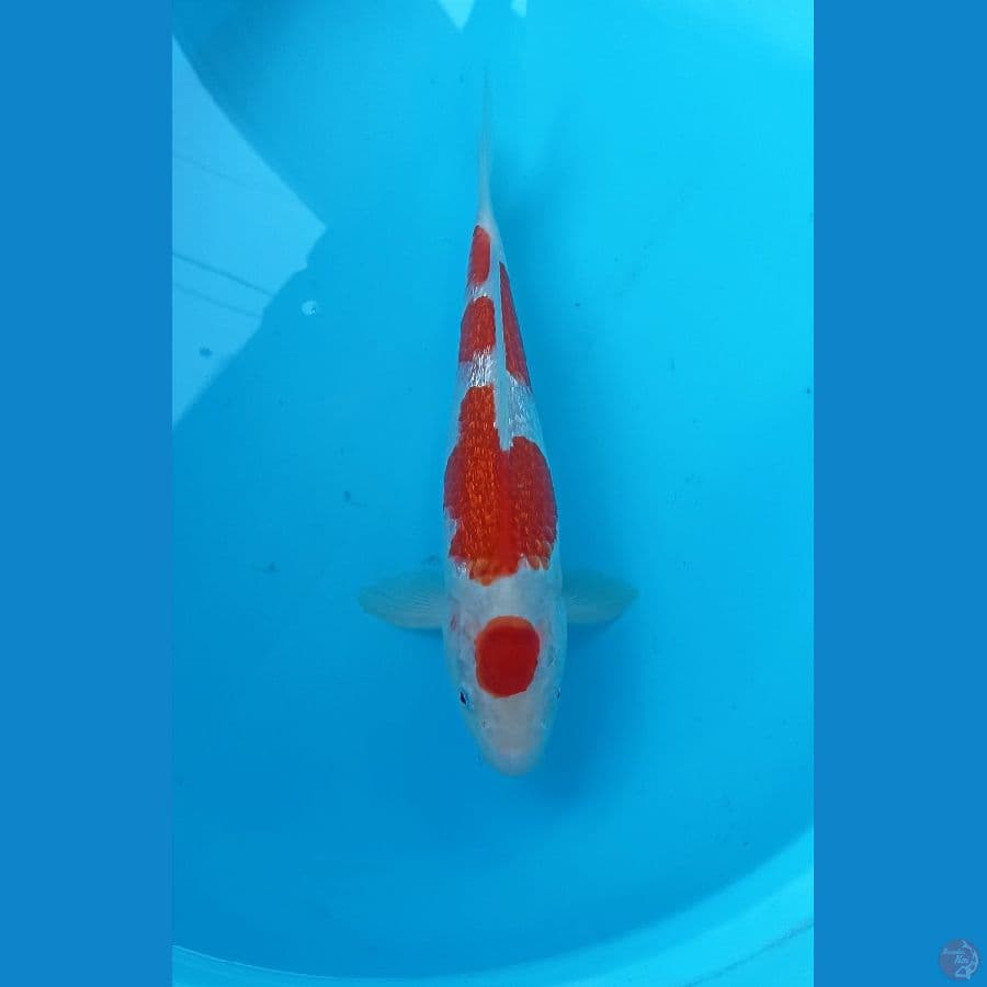 Kohaku ginrin 29cm