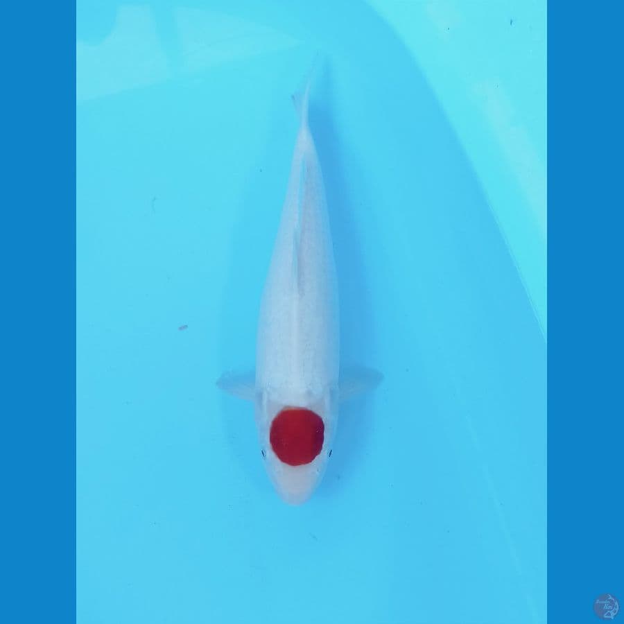 TC Kohaku 30cm