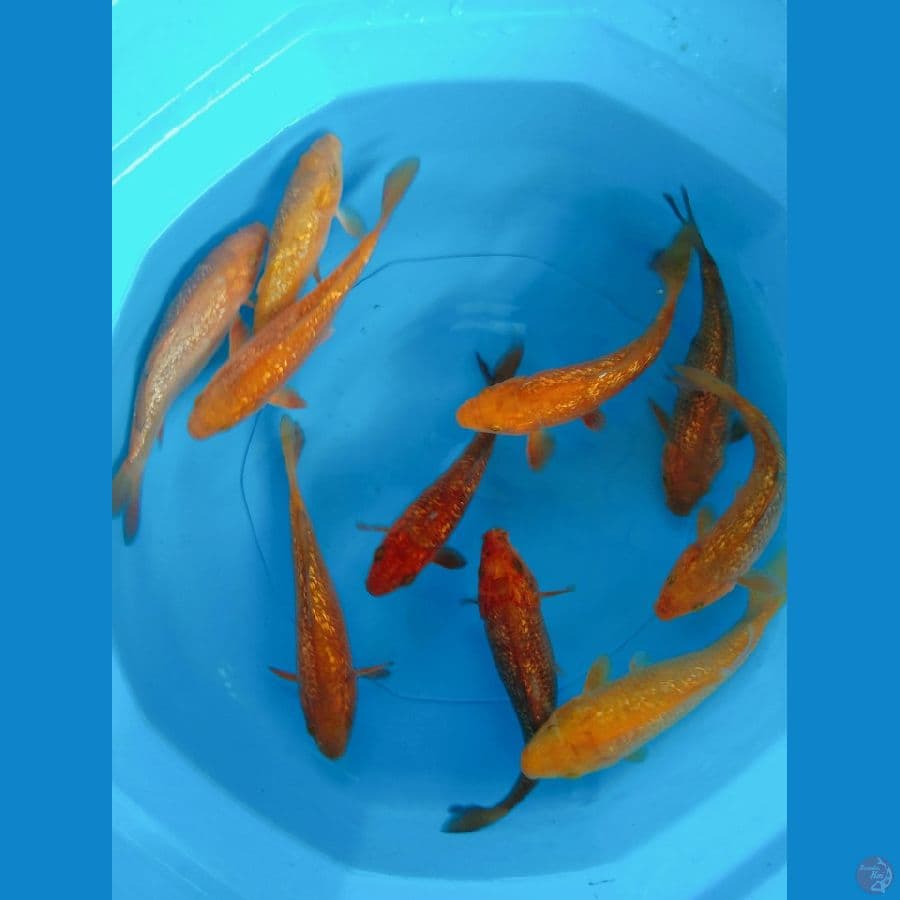 cagoi 15-20 cm