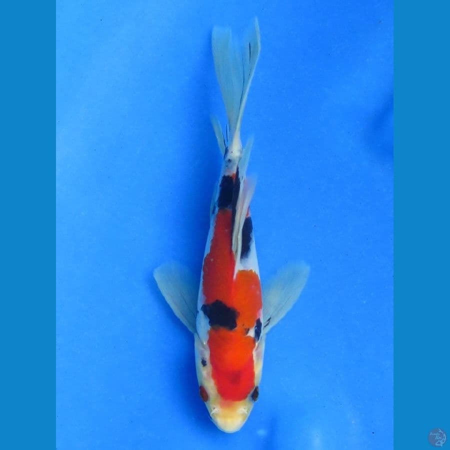 20cm - Kumpay SQ